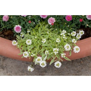 Schleifenblume 'Fischbeck' im Topf, weiße Blüten und grüne Blätter. Bodendecker für sonnige Standorte.