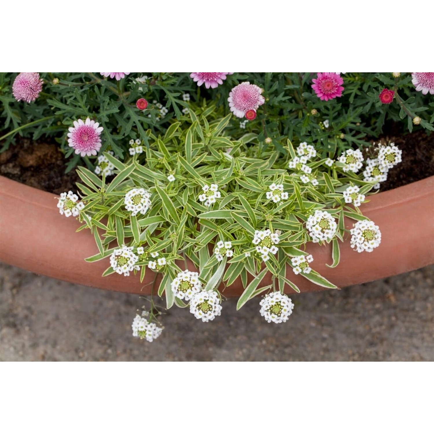 Iberis Sempervirens Fischbeck Schleifenblume Weiß Ca. 9x9 cm Topf günstig online kaufen