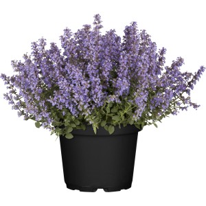 Katzenminze (Nepeta) im Topf, ca. 11 cm Durchmesser, mit blauen Blüten.