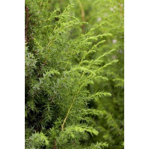 Detailaufnahme des grünen Juniperus Communis Bruns Wacholders (60–80 cm).