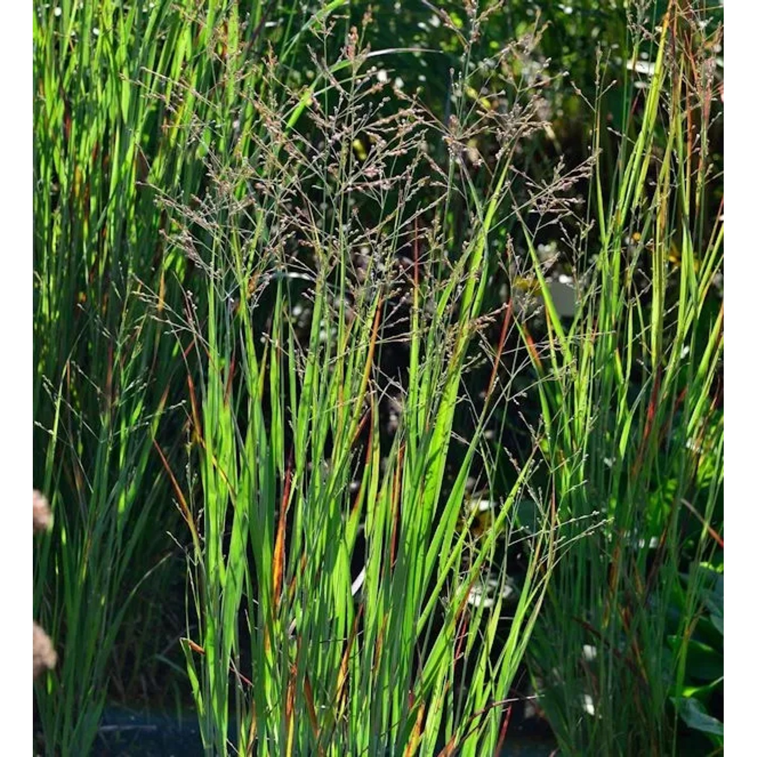 Rutenhirse Heiliger Hain - großer Topf - Panicum virgatum