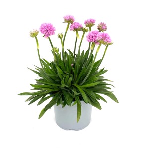 Zierleinblume (Armeria delicatissima) im Topf mit rosa Blüten, geeignet für Steingärten.