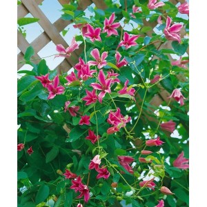 Rosa Clematis Texensis 'Duchess Of Albany' Kletterpflanze mit vielen Blüten am Rankgitter.