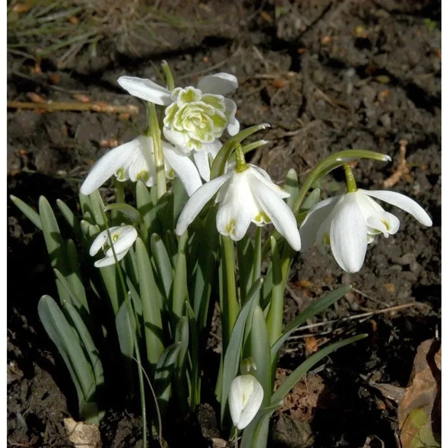 Die Nr-01.de Schneeglckchen Galanthus nivalis Flore Pleno kaufen bei OBI