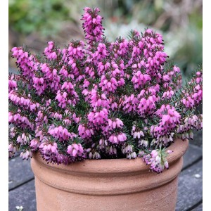 Winterheide Rubinette (Erica carnea) im Topf mit pinkfarbenen Blüten.