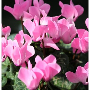 Nahaufnahme: Rosa Herbst Alpenveilchen Ivy Ice Rose Shades (Cyclamen hederifolium).