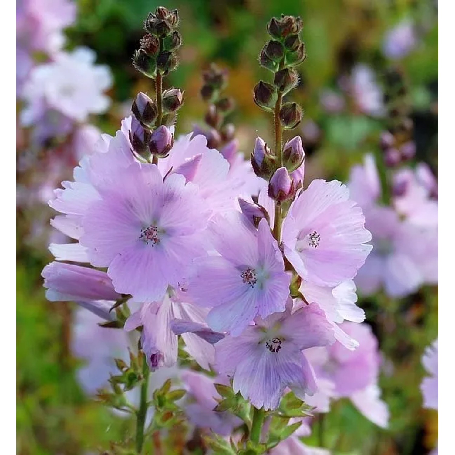 Prärie Malve Elsie Heugh - Sidalcea malviflora
