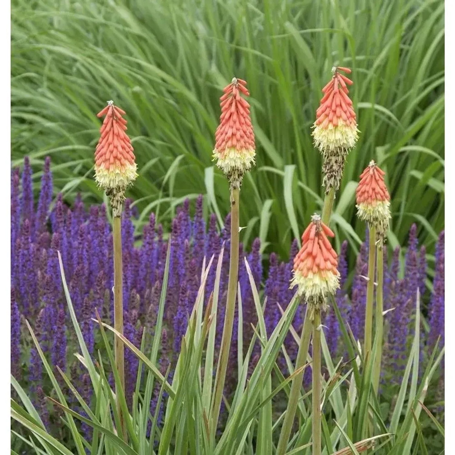 Fackellilie Royal Standard - Kniphofia Hybrid