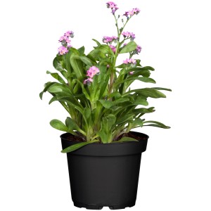 Rosa Vergissmeinnicht im Topf, eine blühende Frühjahrsbepflanzung für Balkon und Garten.