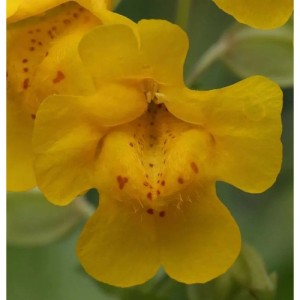 Gelbe Gauklerblume - Mimulus luteus