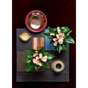 Zwei Flamingoblumen Special Rose mit rosa Blüten und grünen Blättern in Töpfen auf dunklem Untergrund.