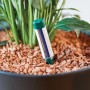 Seramis Gießanzeiger Klein im Topf mit Pflanze und Granulat zur Feuchtigkeitsmessung.