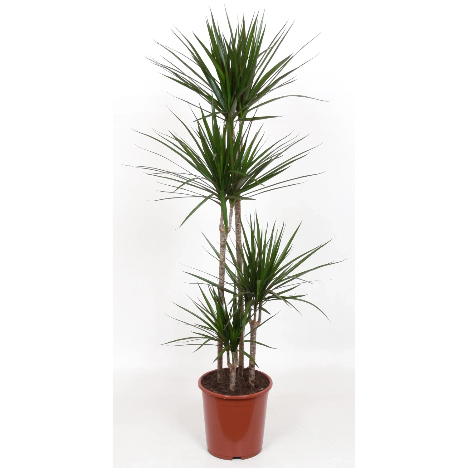 glanzmispel Glanzmispel als Spalierbaum bestellen? main image 1