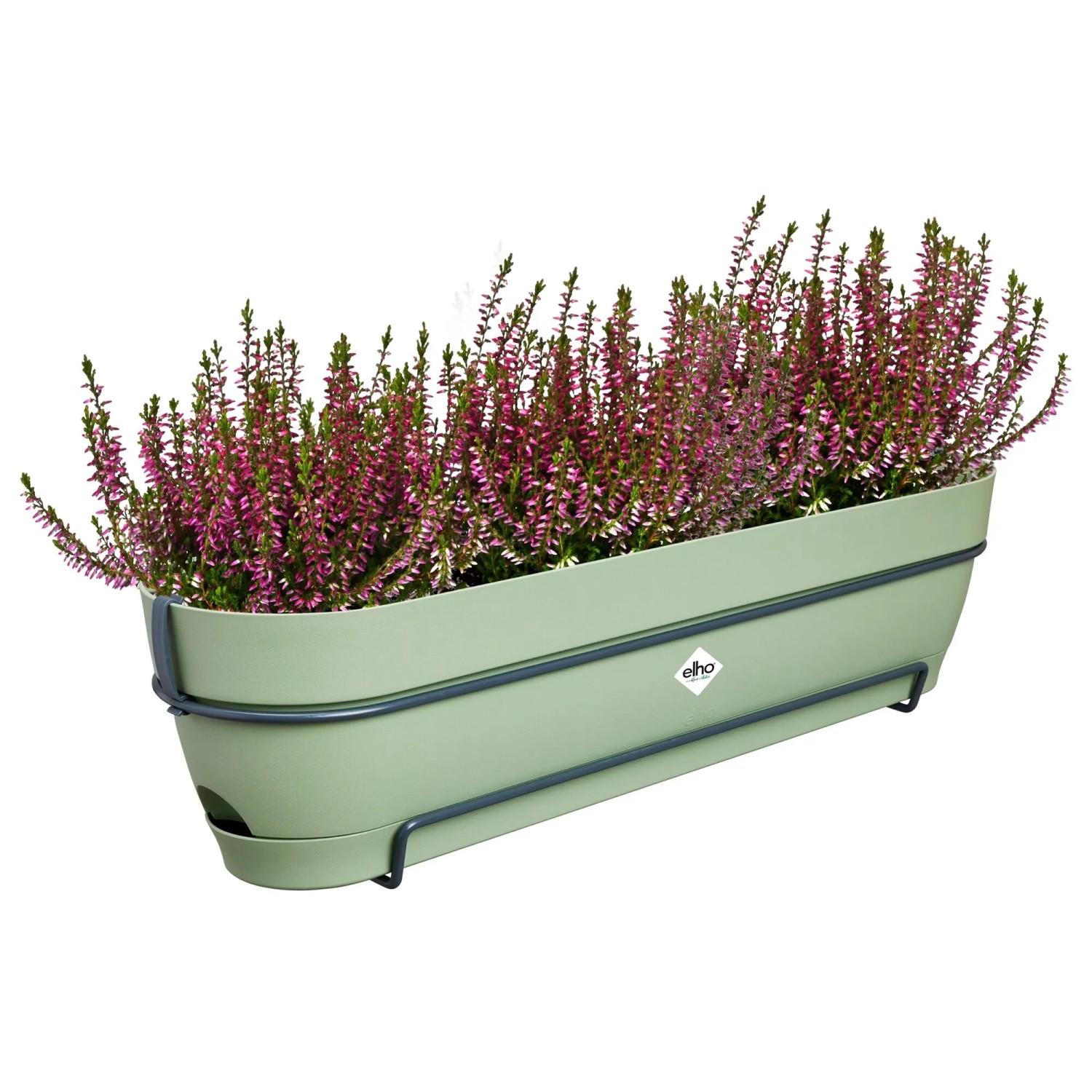 Grüner Elho Balkonkasten Vibia Campana 70 cm mit lila Heidekraut bepflanzt.