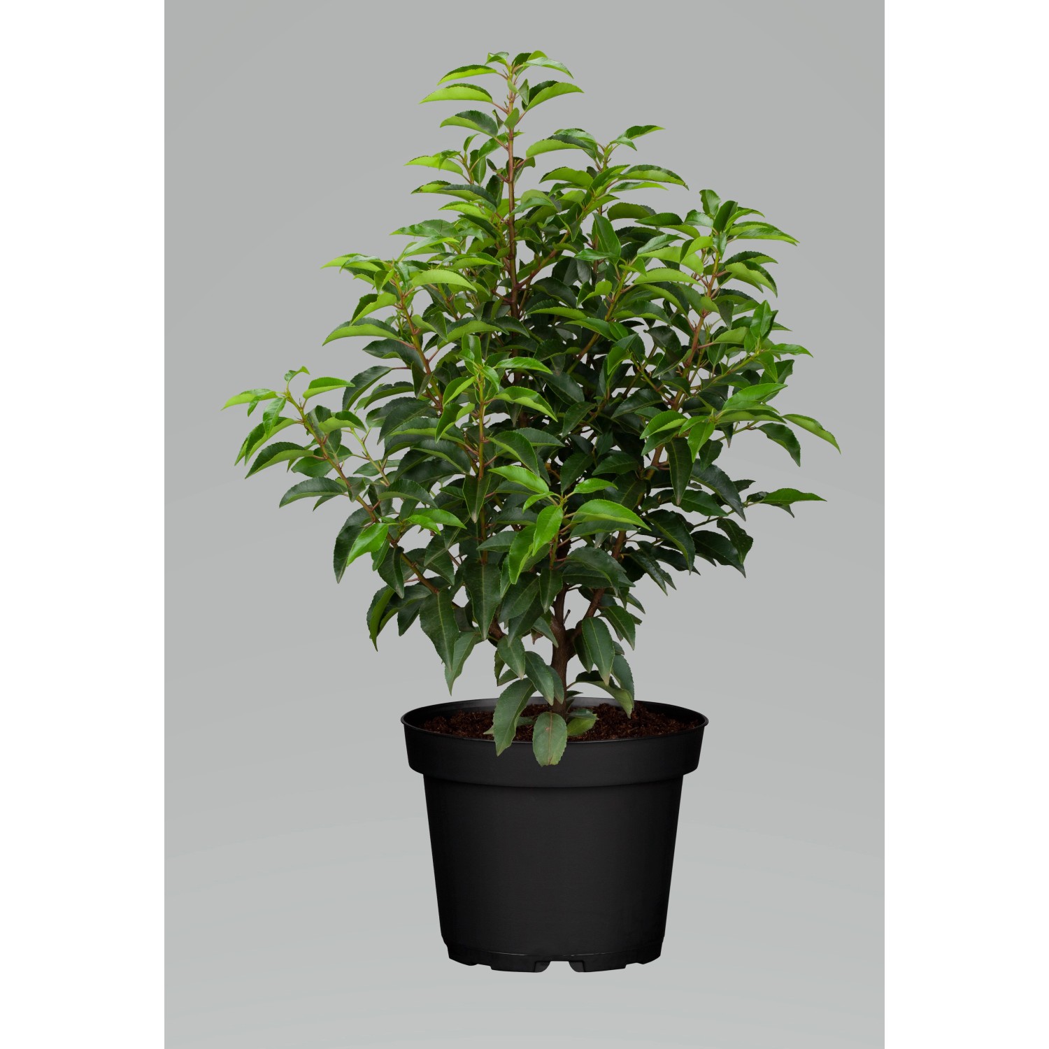 OBI Portugiesischer Kirschlorbeer Angustifolia Höhe ca.40 cm Topf ca.5l Pru günstig online kaufen