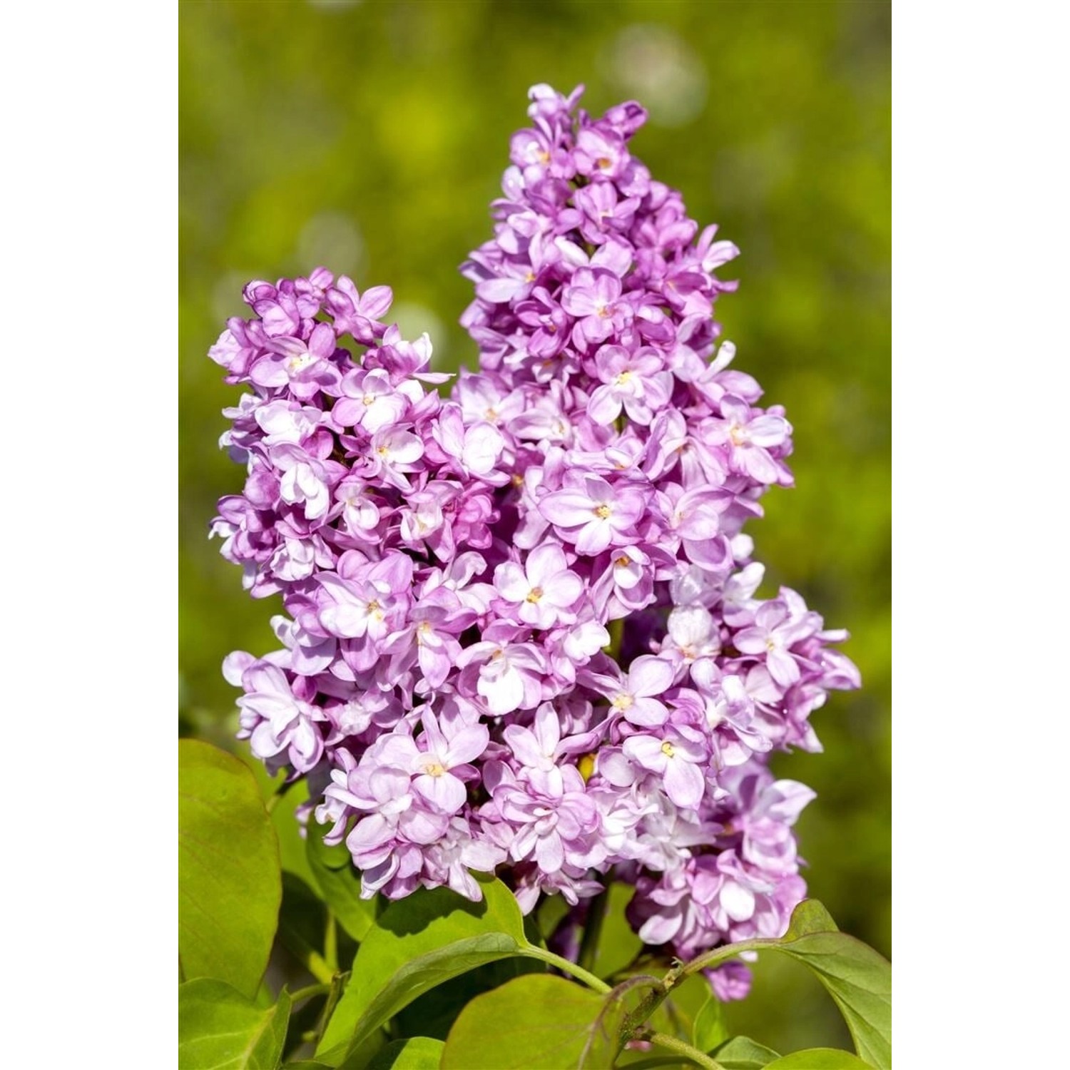 Syringa Vulgaris Andenken An Ludwig Späth Flieder Purpurrot 125–150 cm günstig online kaufen