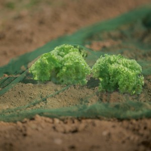 Grünes Gemüse- und Obstnetz (2x5m) über Salatpflanzen im Gartenbeet.