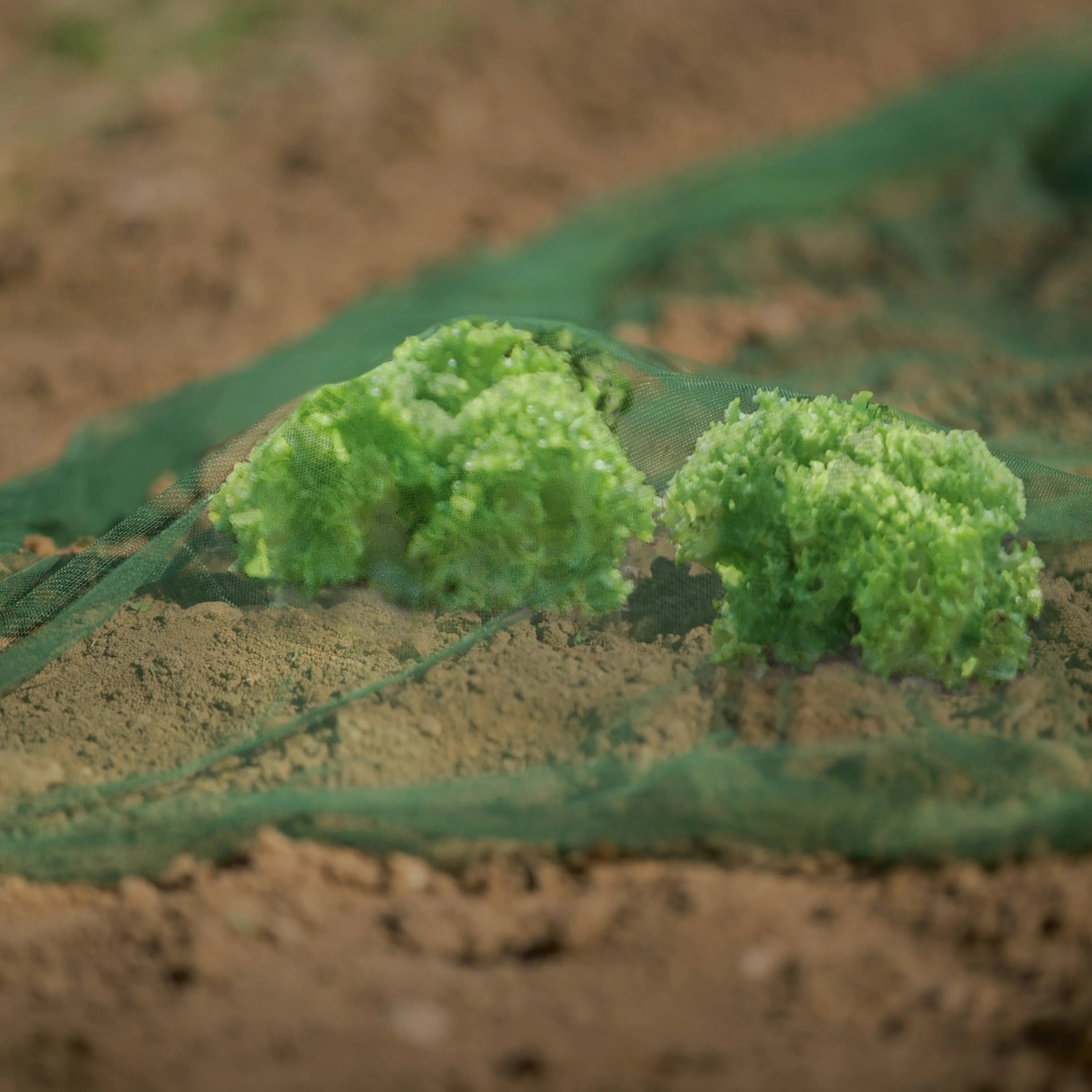 Grünes Gemüse- und Obstnetz (2x5m) über Salatpflanzen im Gartenbeet.