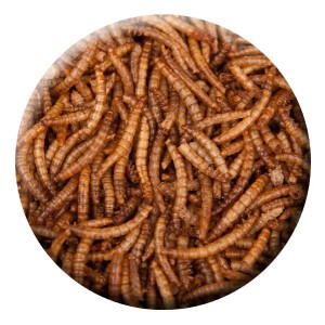 Getrocknete Mehlwürmer als proteinreiches Teichfutter im PE-Beutel.