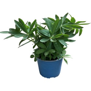 GROW by OBI Lupine Blau Topf-Ø ca. 19 cm Lupinus polyphyllus