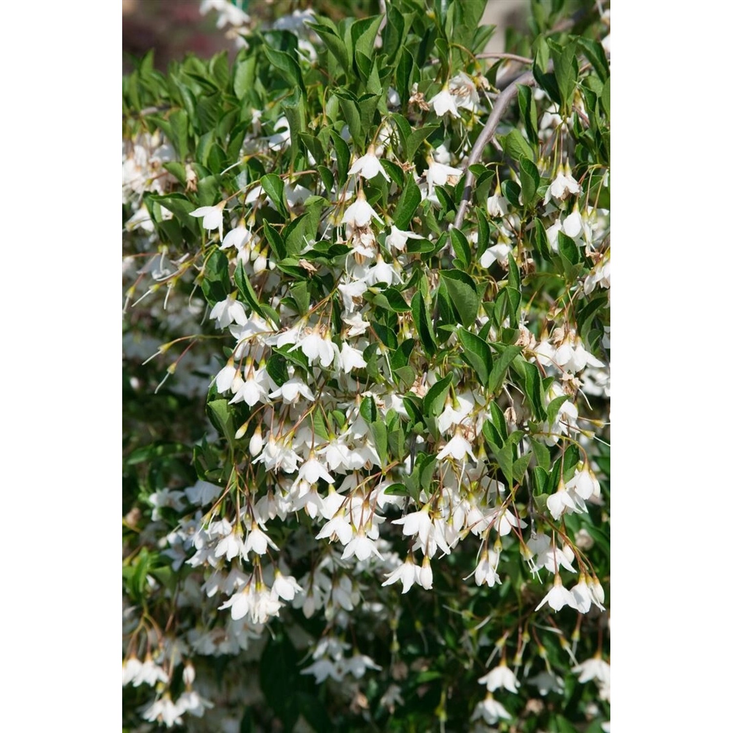 Styrax Japonicus Evening Light Japanischer Schneeglöckchenbaum 80–100 cm günstig online kaufen