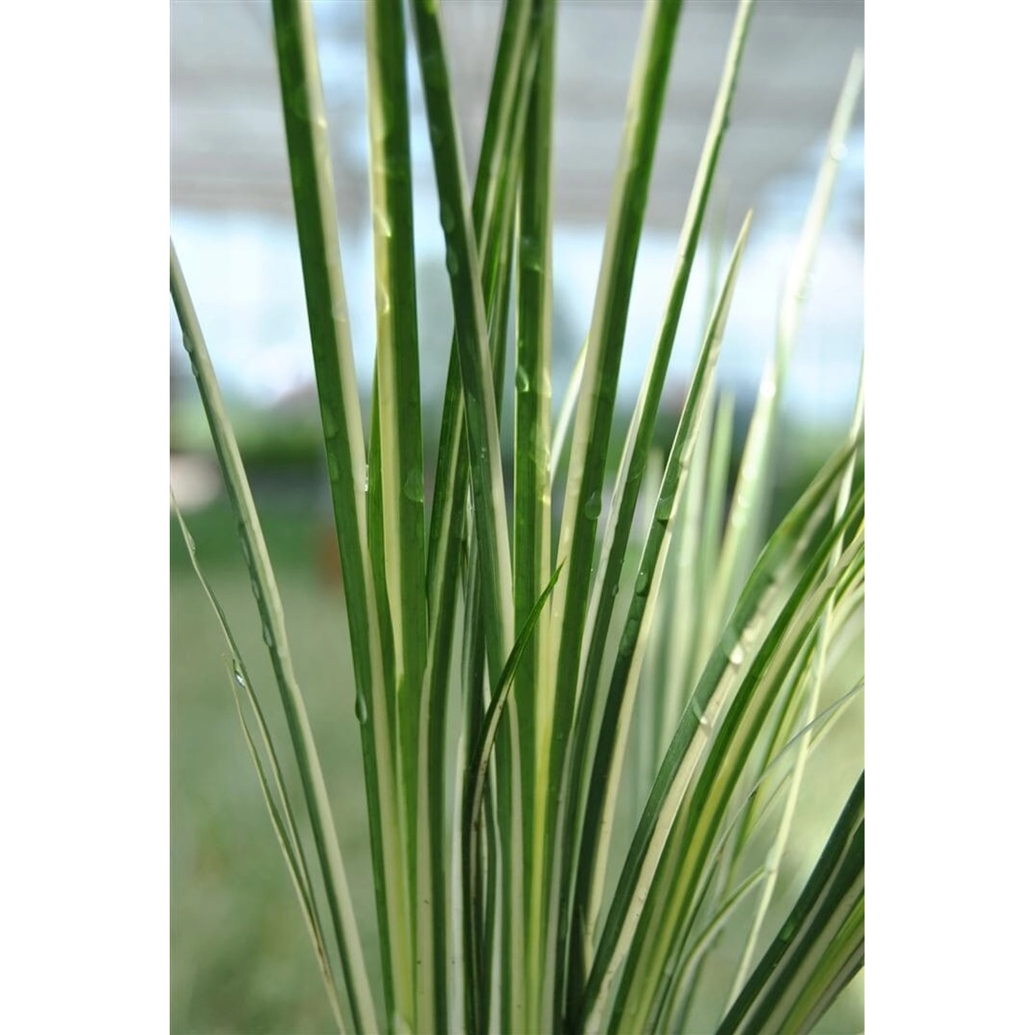 Acorus Gramineus Variegatus Kalmus Grün-Weiß Ca. 9x9 cm Topf günstig online kaufen