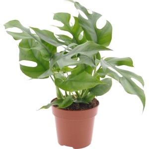 Fensterblatt Monstera Minima im Topf, ca. 25-35 cm hoch. Grünpflanze mit charakteristischen Blattdurchbrüchen.