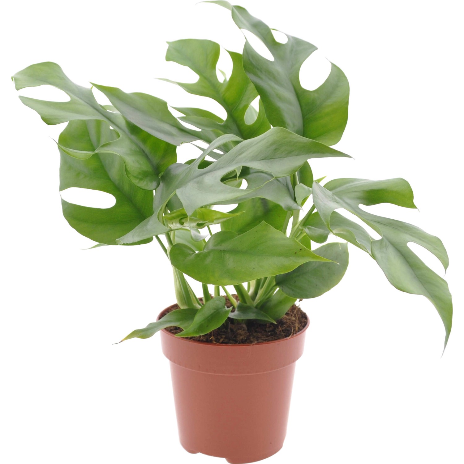 GROW by OBI Fensterblatt Höhe ca. 25-35 cm Topf Ø ca. 12 cm Monstera Minima günstig online kaufen