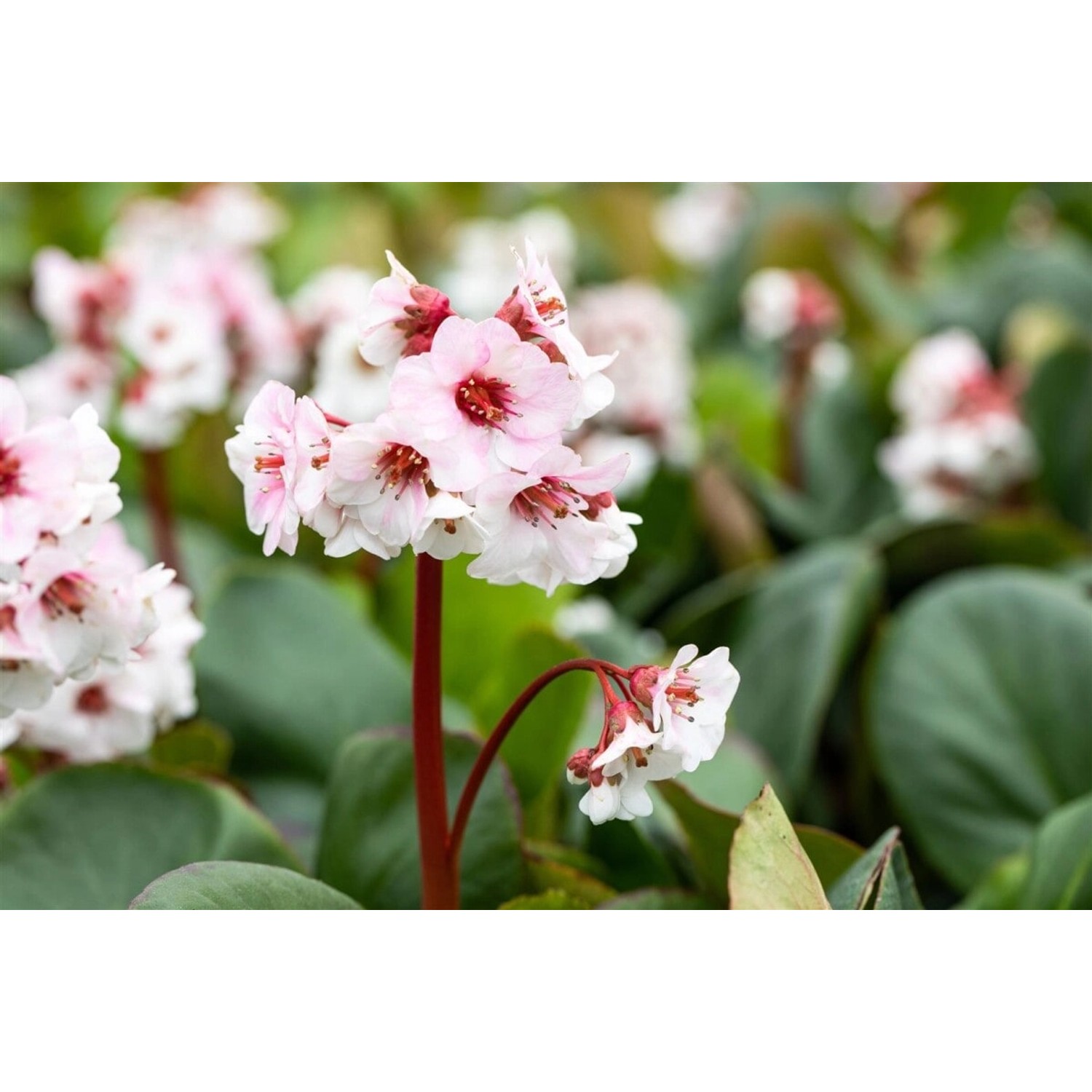 Bergenia Cordifolia Silberlicht Herzblatt Bergenie Ca. 9x9 cm Topf günstig online kaufen