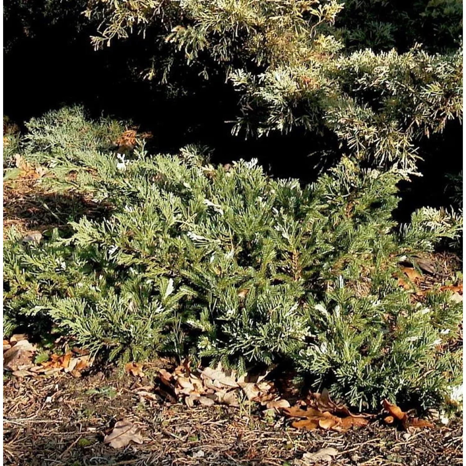 Teppichwacholder Compacta 10-15cm - Juniperus horizontalis