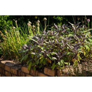 Ziersalbei 'Tricolor' im Gartenbeet. Die Blätter sind dreifarbig panaschiert.