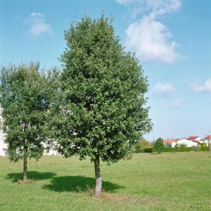Immergrüne Steineiche (Quercus Ilex), 80-100 cm, im Garten oder als Solitär.
