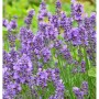 Blühender, echter Lavendel 'Essence Purple' im Topf, eine violette Staude.