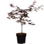 Japanischer Fächerahorn Bloodgood im Topf, ca. 40-60cm hoch, mit purpurroten Blättern.