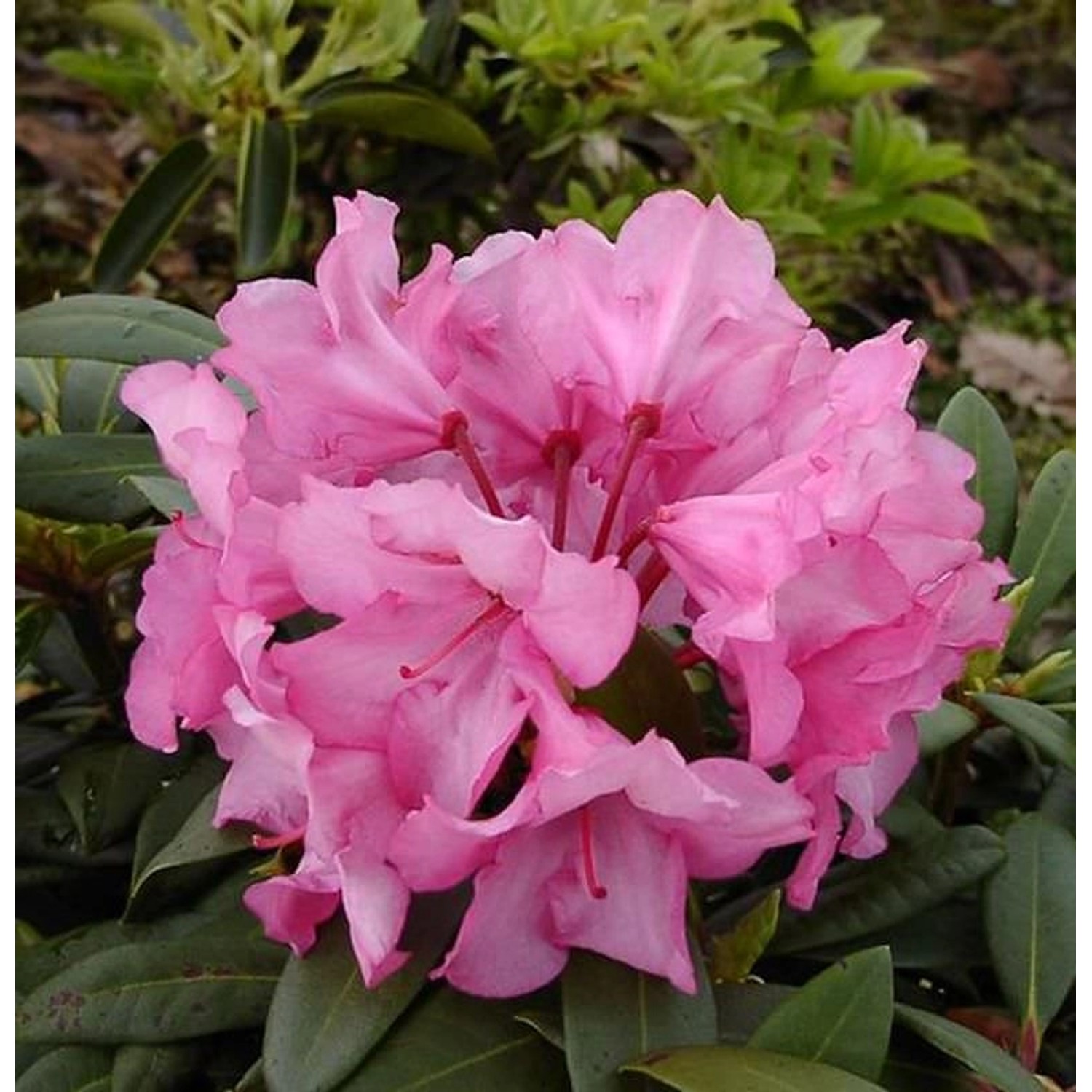 INKARHO - Rhododendron Herbstzauber 20-25cm - Alpenrose günstig online kaufen