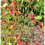 Akelei Red Hobbit Staude mit roten Blüten und gelber Mitte.