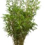 Schirmbambus Rufa Set, 60 Stück, ca. 80-100cm hoch im 5l Topf. Ideal als Hecke.
