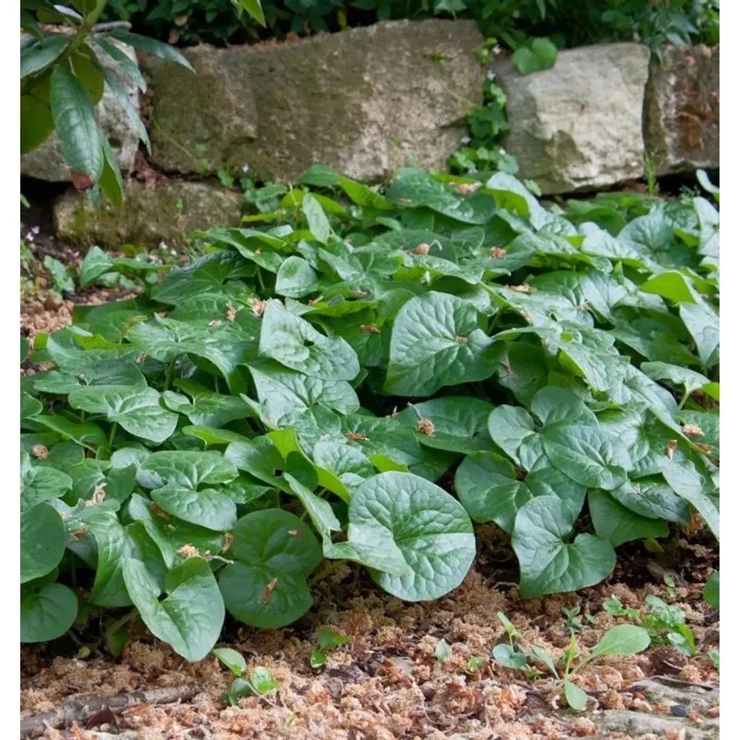 Geschwänzte Haselwurz - Asarum caudatum