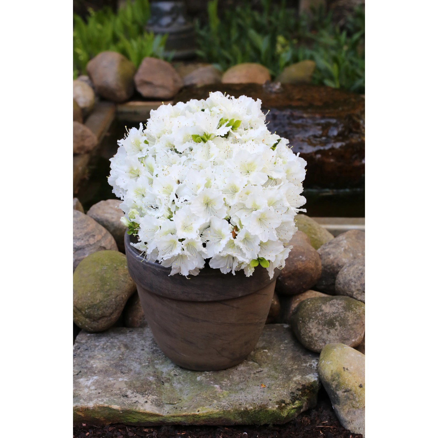 Weie Azalee Maischnee 10-20 cm 2,3 l kaufen bei OBI