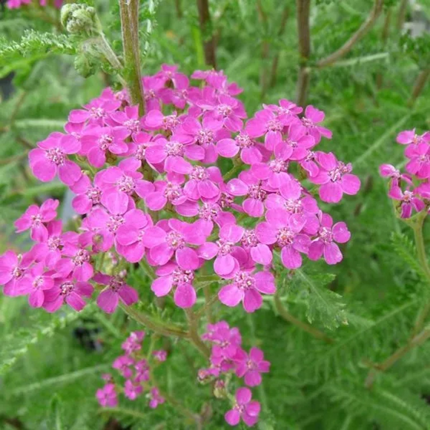 6 x Schafgarbe 'Lilac Beauty' Achillea millefolium Topf 9cm Schnittblume