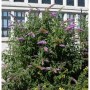Sommerflieder Berries and Cream 60-80cm - Buddleja