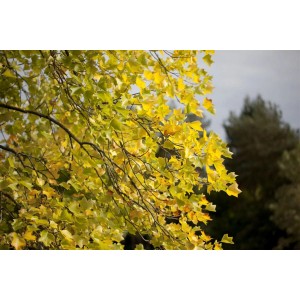 Tulpenbaum mit gelb-grünen Blättern im Herbstlicht, Kategorie Hausbäume.