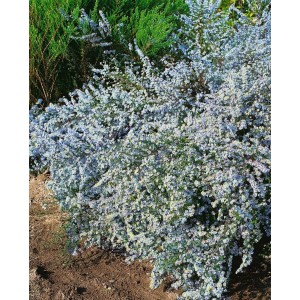 Blühende Aster Ericoides 'Blue Wonder' im Topf, zartblaue Blüten, buschiger Wuchs.