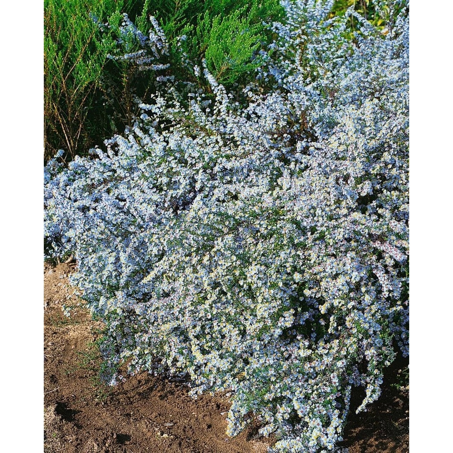 Aster Ericoides Myrtenaster Blue Wonder Ca 11x11 cm Topf günstig online kaufen