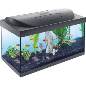Tetra Starter Line LED Aquarium 54 l, Komplettset mit Fischen, Pflanzen und Deko.