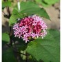 Nahaufnahme des rosa blühenden China Losbaum (Clerodendrum bungei) Strauchs mit grünen Blättern.
