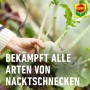Compo Schnecken-frei Vorteilspack: Hand schützt Kohlrabi vor Nacktschnecken.