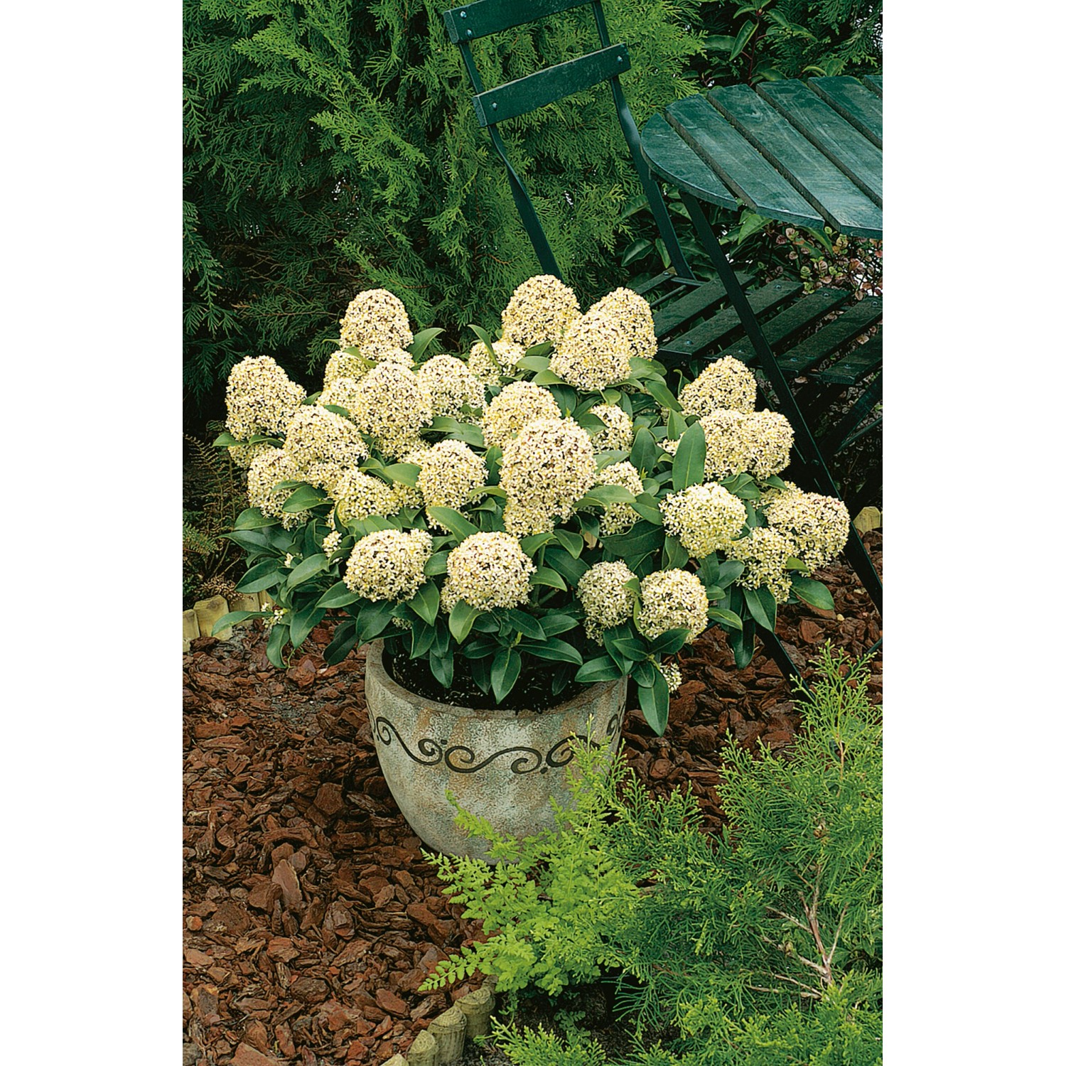 OBI Japanische Fruchtskimmie Fragrant Cloud Weiß Höhe ca. 10-20 cm Topf ca.2 l