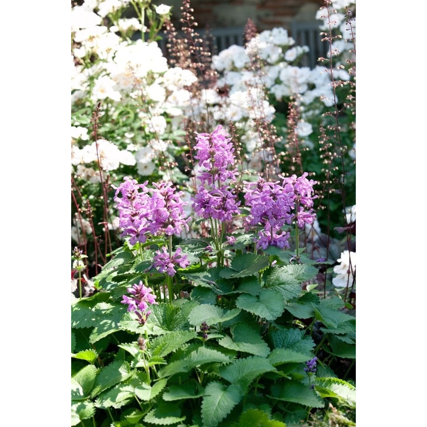 Nepeta Racemosa Katzenminze Ca. 9x9 cm Topf günstig online kaufen
