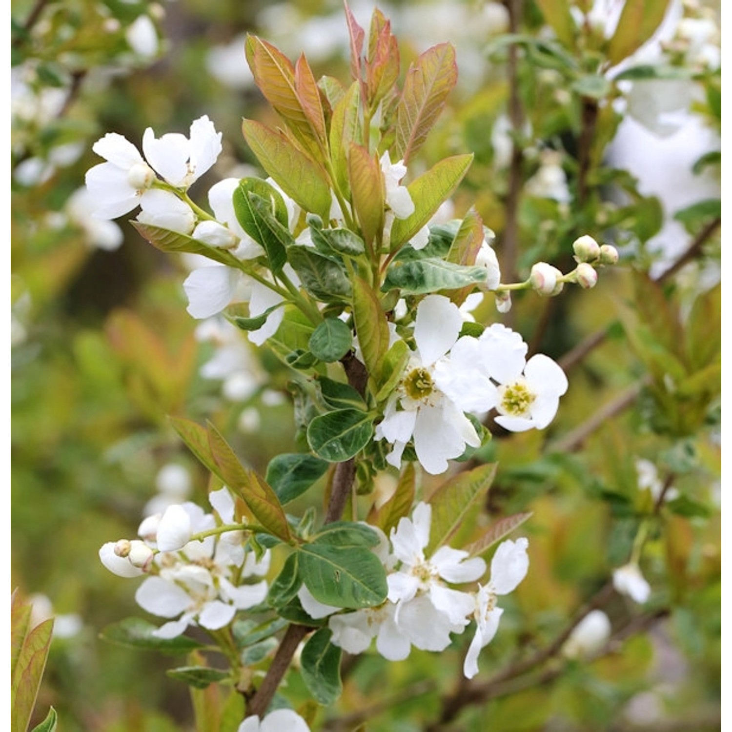 Prachtspiere Snow White 60-80cm - Exochorda serratifolia günstig online kaufen